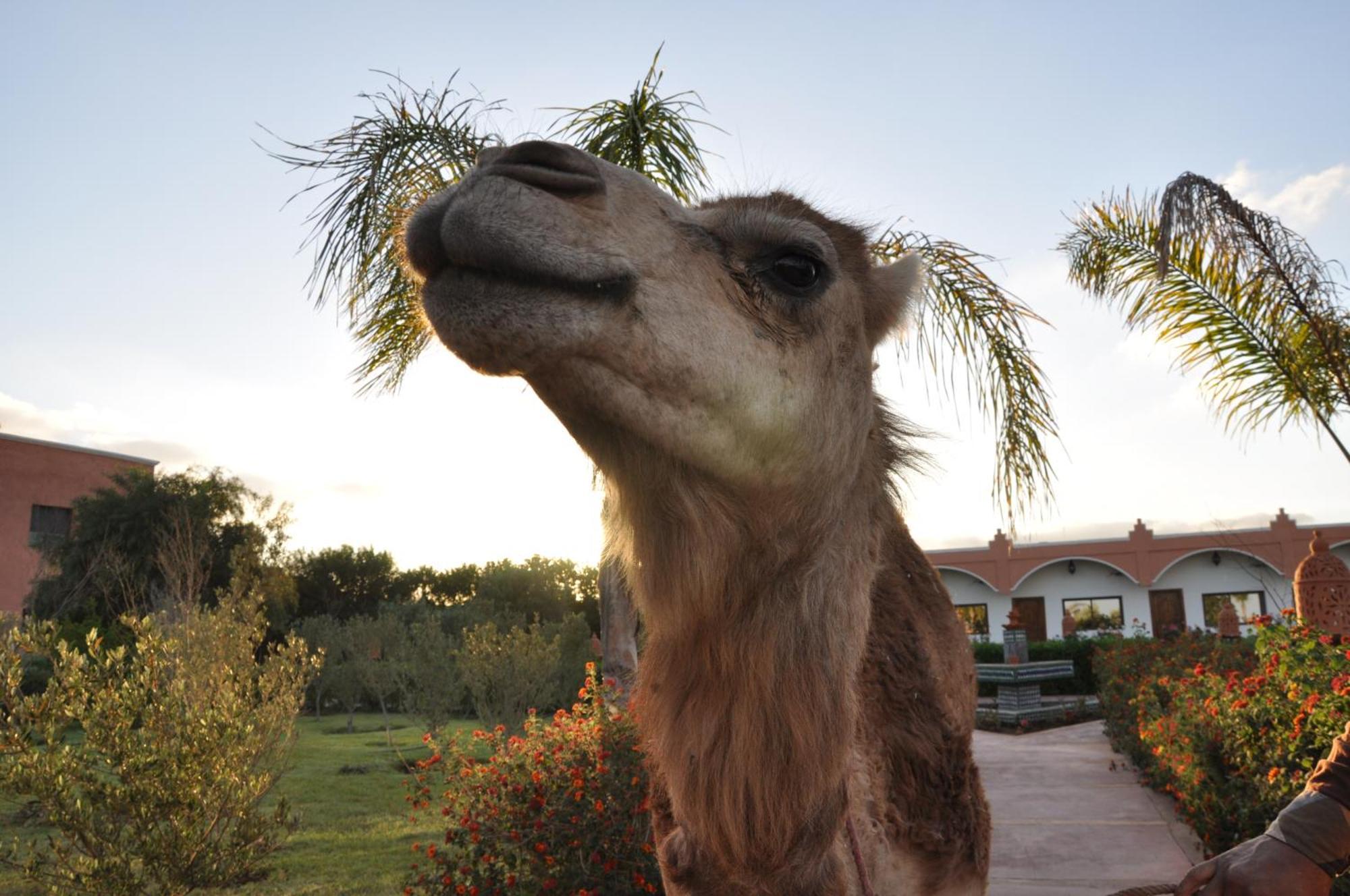 فندق مبيت وإفطار Hamdani Derroua